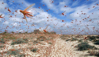 Illustration for article titled I just took a grashopper out of my kitchen window.....